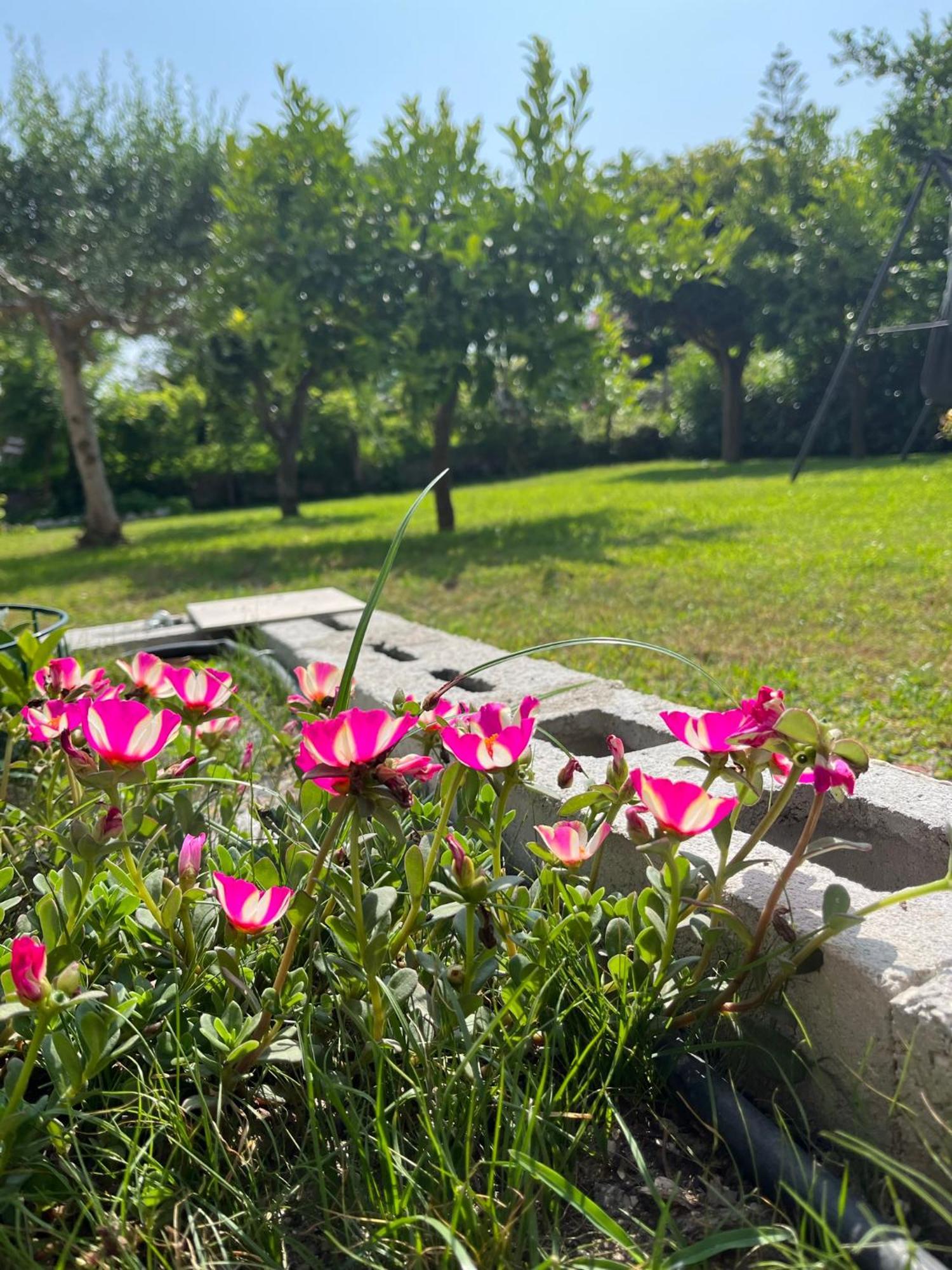 B&B Da Francesco Paestum Dış mekan fotoğraf